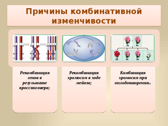 Рекомбинация генов в результате кроссинговера; Рекомбинация хромосом в ходе мейоза; Комбинация хромосом при оплодотворении . Причины комбинативной изменчивости 