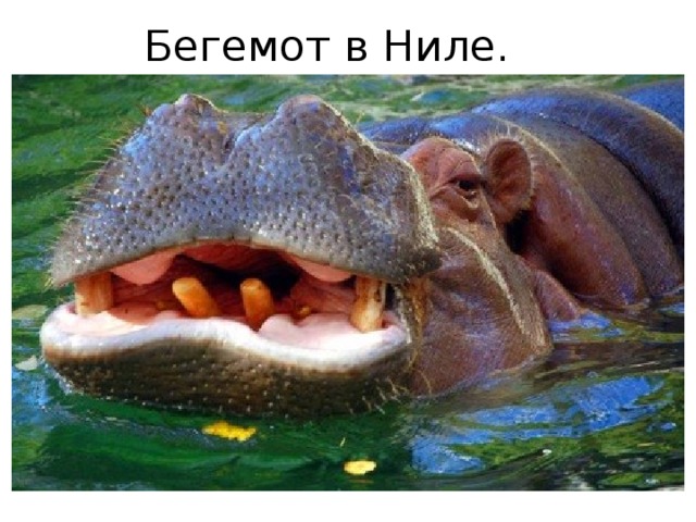 Бегемот в Ниле. 