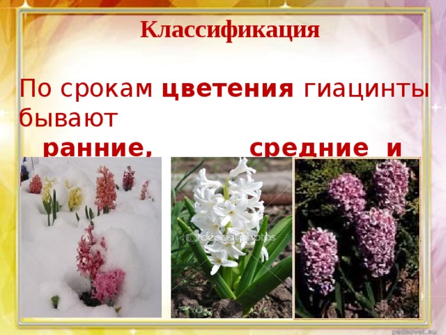 Классификация По срокам цветения гиацинты бывают  ранние, средние и поздние.    