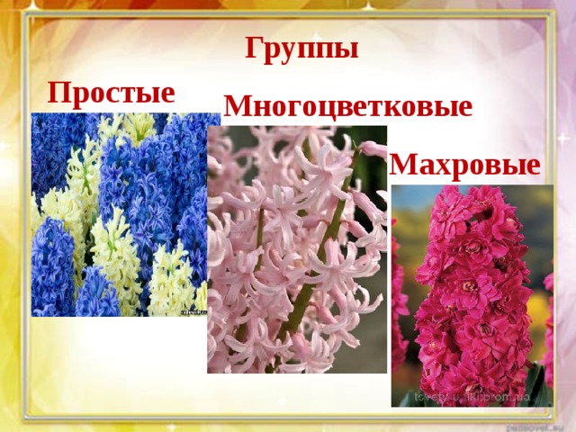 Группы Простые Многоцветковые Махровые 