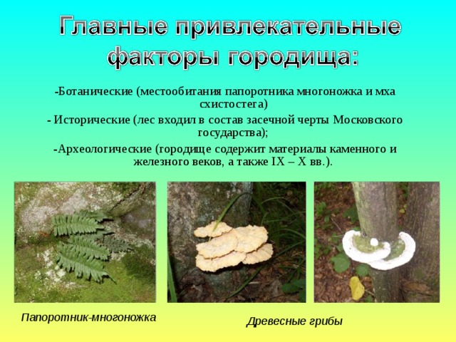 Место обитания папоротников