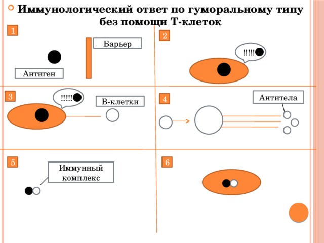 Схематический рисунок 3 3. Иммунологический ответ по гуморальному типу без помощи т- клеток. Гуморальный иммунный ответ с помощью т кокток и без помощи. Антитела 3,4. Органы имеющие барьер для антигенов.