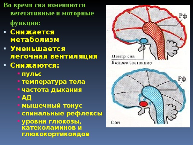Во время сна изменяются вегетативные и моторные функции:  Снижается метаболизм Уменьшается легочная вентиляция Снижаются: пульс температура тела частота дыхания АД мышечный тонус спинальные рефлексы уровни глюкозы, катехоламинов и глюкокортикоидов пульс температура тела частота дыхания АД мышечный тонус спинальные рефлексы уровни глюкозы, катехоламинов и глюкокортикоидов пульс температура тела частота дыхания АД мышечный тонус спинальные рефлексы уровни глюкозы, катехоламинов и глюкокортикоидов  