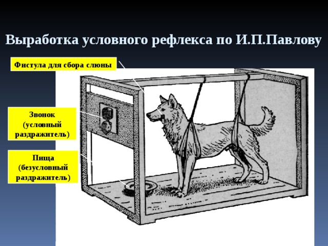 Выработка условного рефлекса по И.П.Павлову Фистула для сбора слюны Звонок (условный раздражитель) Пища (безусловный раздражитель) 