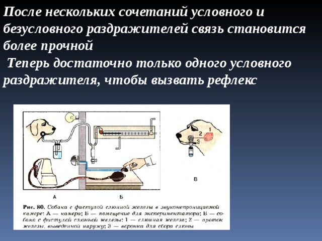 После нескольких сочетаний условного и безусловного раздражителей связь становится более прочной  Теперь достаточно только одного условного раздражителя, чтобы вызвать рефлекс 