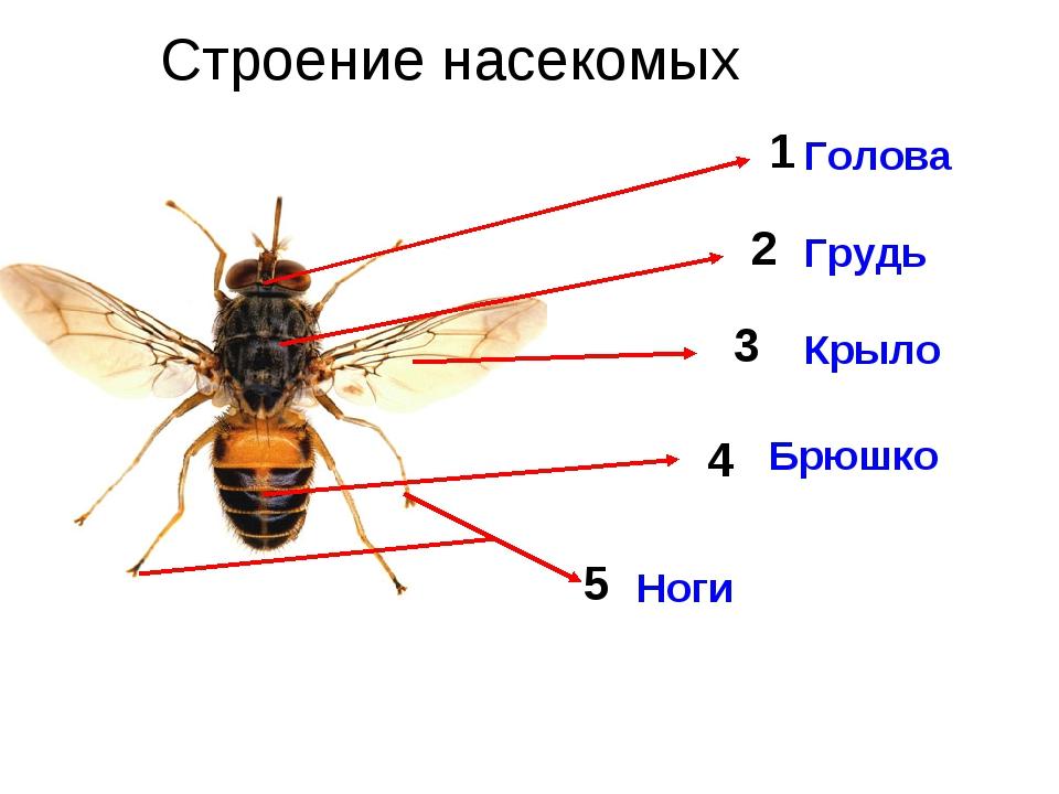 Схема части тела насекомых