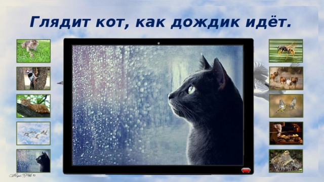 Глядит кот, как дождик идёт. 