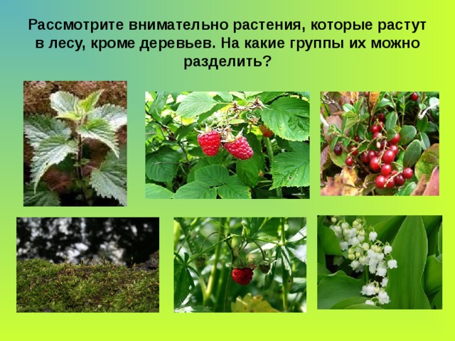 Рассмотрите внимательно растения, которые растут в лесу, кроме деревьев. На какие группы их можно разделить? 
