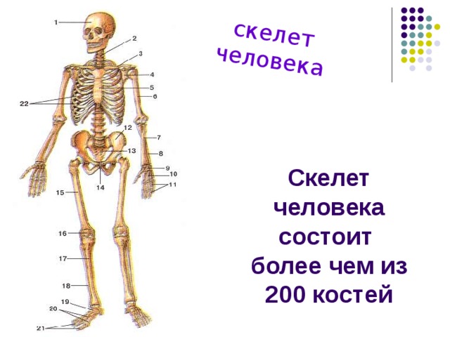 Из каких частей состоит человек. Скелет человека состоит. Из чего состоит человек. Из чего состоит скелет человека. Скелет человека схема.