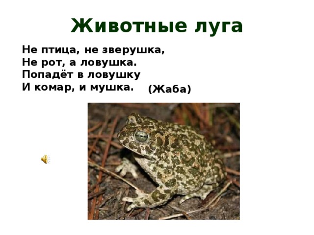 Луговые цветы 4 класс