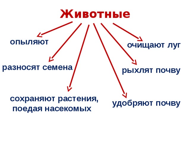 Животные опыляют очищают луг разносят семена рыхлят почву сохраняют растения,  поедая насекомых удобряют почву 