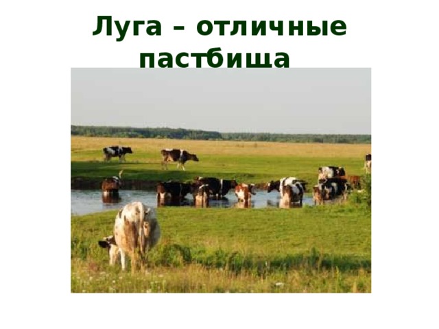 Жизнь луга 4 класс окружающий мир