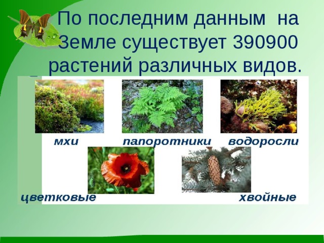 По последним данным на Земле существует 390900 растений различных видов. 