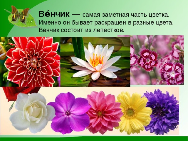 Ве́нчик  — самая заметная часть цветка. Именно он бывает раскрашен в разные цвета. Венчик состоит из лепестков. 