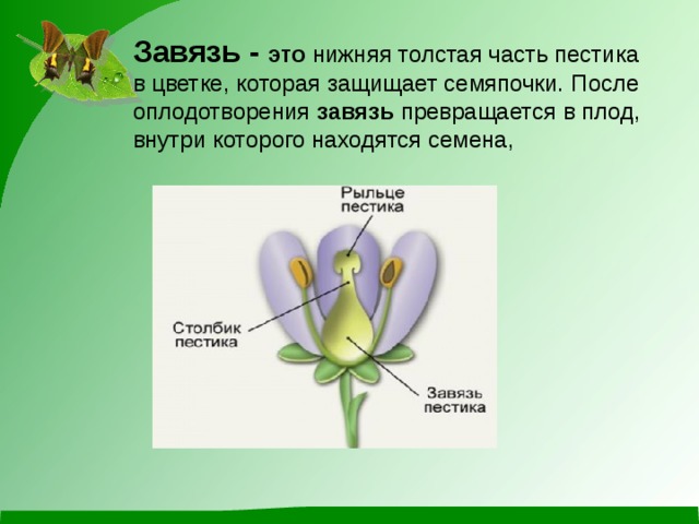 Завязь - это  нижняя толстая часть пестика в цветке, которая защищает семяпочки.   После оплодотворения  завязь  превращается в плод, внутри которого находятся семена,  