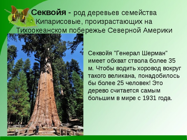 Секвойя - род деревьев семейства Кипарисовые, произрастающих на Тихоокеанском побережье Северной Америки Секвойя 