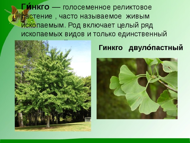 Ги́нкго  — голосеменное реликтовое растение , часто называемое  живым ископаемым. Род включает целый ряд ископаемых видов и только единственный современный вид  Гинкго двуло́пастный 
