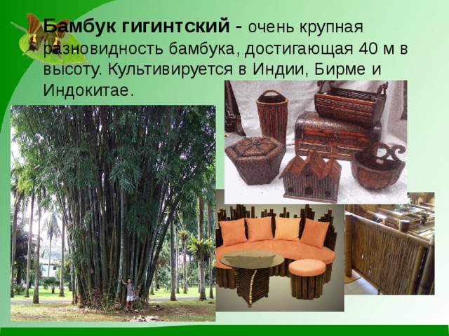 Бамбук гигинтский - очень крупная разновидность бамбука, достигающая 40 м в высоту. Культивируется в Индии, Бирме и Индокитае. 