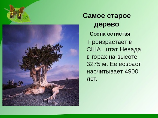 Самое старое дерево  Сосна остистая   Произрастает в США, штат Невада, в горах на высоте 3275 м. Ее возраст насчитывает 4900 лет. 