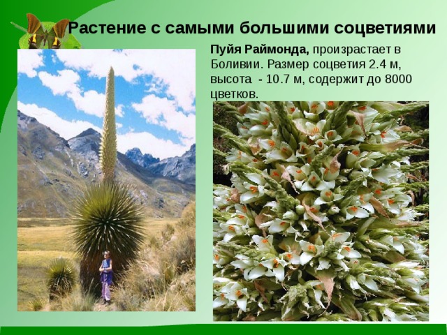     Растение с самыми большими соцветиями Пуйя Раймонда, произрастает в Боливии. Размер соцветия 2.4 м, высота  - 10.7 м, содержит до 8000 цветков. 