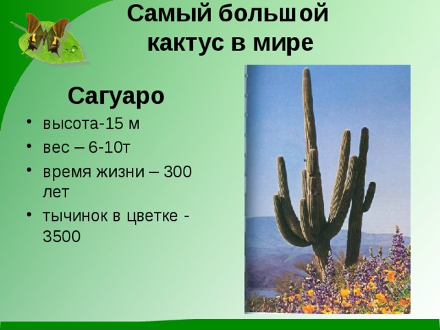 Самый большой  кактус в мире    Сагуаро высота-15 м вес – 6-10т время жизни – 300 лет тычинок в цветке - 3500 