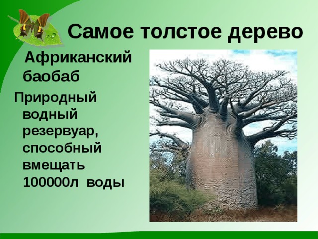 Самое толстое дерево  Африканский баобаб  Природный водный резервуар, способный вмещать 100000л воды 