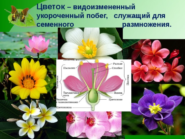 Цветок – видоизмененный укороченный побег, служащий для семенного размножения. 