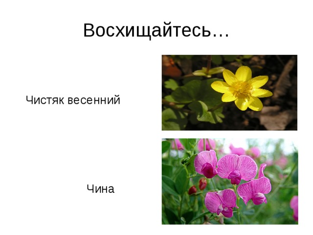 Чистяк весенний диаграмма цветка