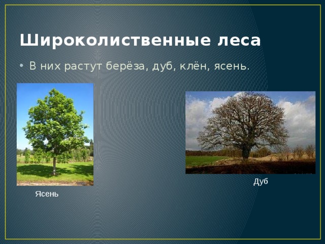 Широколиственные леса В них растут берёза, дуб, клён, ясень. Дуб Ясень 