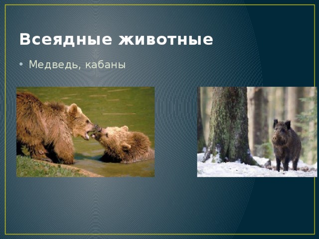 Всеядные животные Медведь, кабаны 