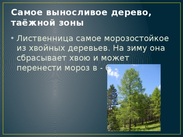 Самой холодостойкой хвойной породой является. Самое долговечное дерево. Какое дерево самое морозостойкое и выносливое. Самое живучее дерево. Самое холодостойкое дерево.