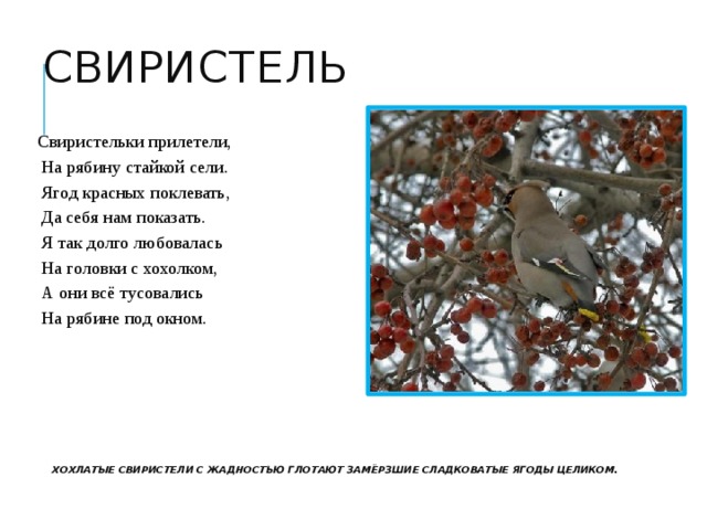 Свиристель Свиристельки прилетели,  На рябину стайкой сели.  Ягод красных поклевать,  Да себя нам показать.  Я так долго любовалась  На головки с хохолком,  А они всё тусовались  На рябине под окном. Хохлатые свиристели с жадностью глотают замёрзшие сладковатые ягоды целиком. 