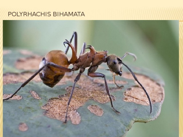 Polyrhachis bihamata   вид древесных муравьёв среднего размера (около 1 см, самки до 13 мм). Они широко распространены в Юго-Восточной Азии: Вьетнаме, Камбодже, Китае, Лаосе, Мьянма, Индонезии, Малайзии, Таиланде, Филиппинах. Отличается тремя крючковидными длинными отростками на теле.  