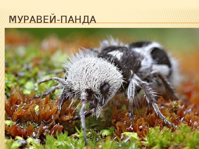 Муравей-панда — это насекомое из рода бархатных муравьёв. Обитают в Чили. Из-за своих порой смертельных уколов жалом получили прозвище — «убийцы коров»  