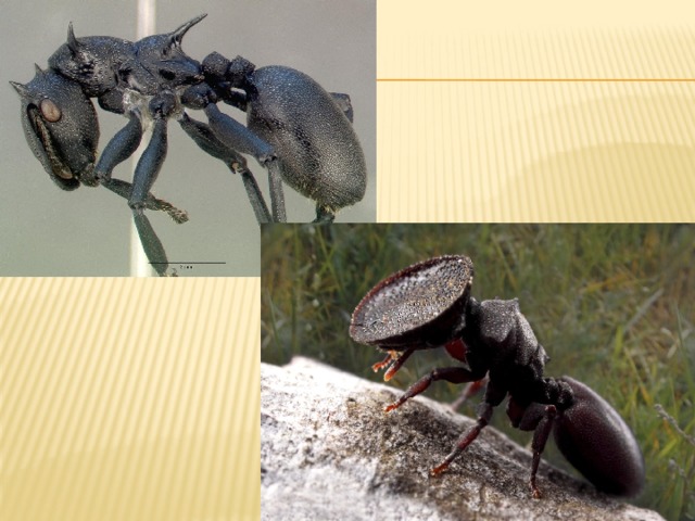  Cephalotes род древесных муравьёв (включает около 130 видов), населяющий тропики и субтропики Центральной и Южной Америки. Длина их тела варьируется от 3 до 14 мм. При случайном падении с дерева, на которых предпочитают селиться, способны «парашютировать» приземляясь на ствол того же самого растения. Практически у всех видов этого рода есть муравьи-солдаты со сплющенной головой, которой они, как пробкой, закрывают входы в гнездо.  