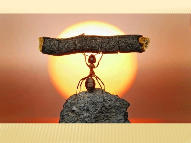 Существа о которых сейчас пойдет речь настоящие силачи. Они могут поднять предмет в десятки раз больше их собственного веса. Они строят для себя дома в которых проживает до 1 миллиона членов семьи. А ещё… они очень маленькие. Это муравьи.  