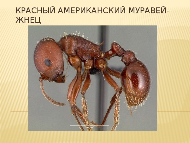 Красный американский муравей-жнец   Красный американский муравей-жнец (Pogonomyrmex barbatus) — вид муравьёв, обитающий в засушливых субтропических жестколистных кустарниковых зонах (Чапараль) на юго-западе Соединённых Штатов. Длина их тела 5–7 мм. В основном питаются семенами. Численность одной колонии может достигать до 12 тыс. муравьёв. Среди всех насекомых Красный американский муравей-жнец имеет один из самых сильных ядов, а сила его ужаления равна 3 по шкале Schmidt Sting Pain Index. По ощущениям это больше чем у шершня и медоносной пчёлы.  