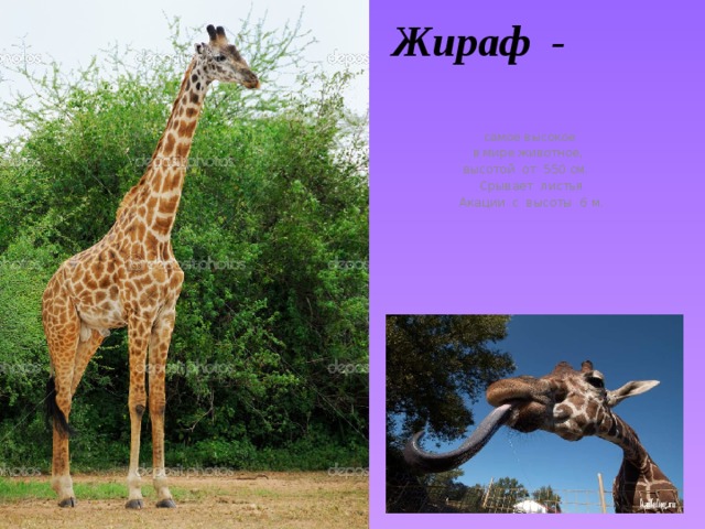 Жираф - самое высокое в мире животное, высотой от 550 см. Срывает листья Акации с высоты 6 м.  
