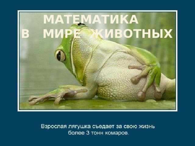 МАТЕМАТИКА  В МИРЕ ЖИВОТНЫХ 