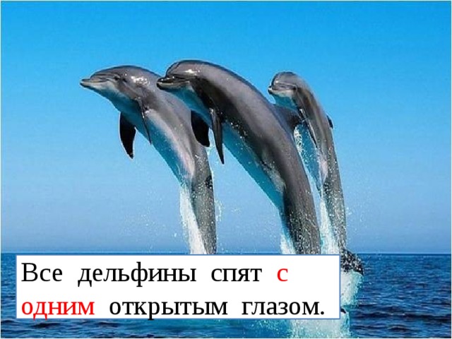 Все дельфины спят с одним открытым глазом. 