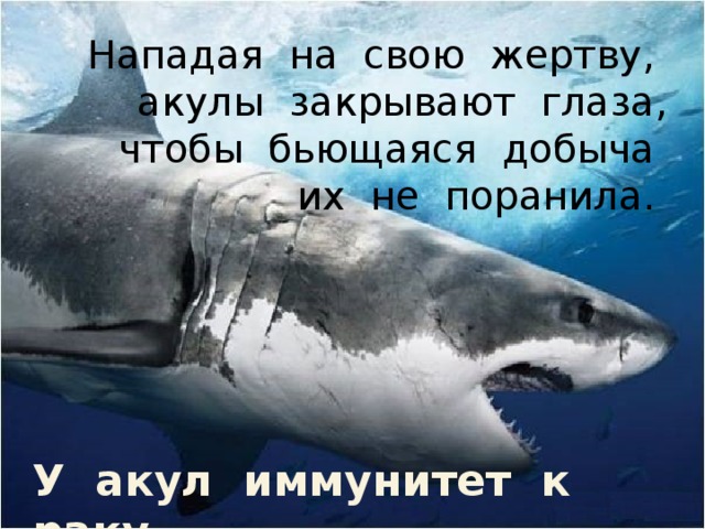 Нападая на свою жертву, акулы закрывают глаза, чтобы бьющаяся добыча их не поранила. У акул иммунитет к раку. 