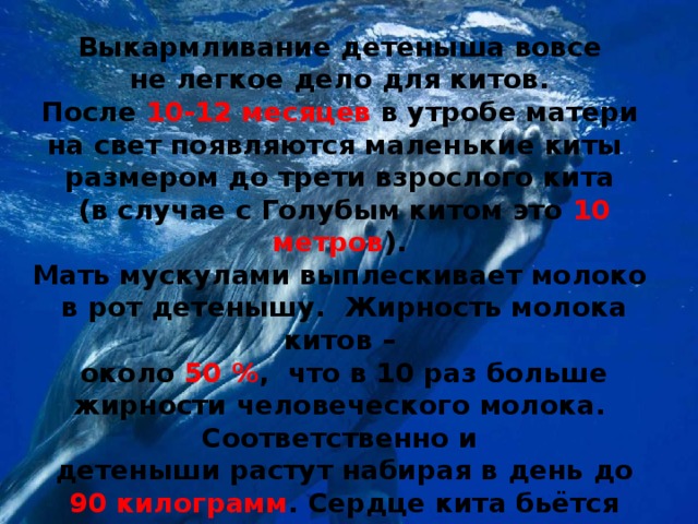 Выкармливание детеныша вовсе не легкое дело для китов. После 10-12 месяцев в утробе матери на свет появляются маленькие киты размером до трети взрослого кита (в случае с Голубым китом это 10 метров ). Мать мускулами выплескивает молоко в рот детенышу. Жирность молока китов – около 50 % , что в 10 раз больше жирности человеческого молока. Соответственно и детеныши растут набирая в день до 90 килограмм . Сердце кита бьётся только 9 раз в минуту. Взрослый  кит за 2 секунды вдыхает 2 400 литров воздуха. 