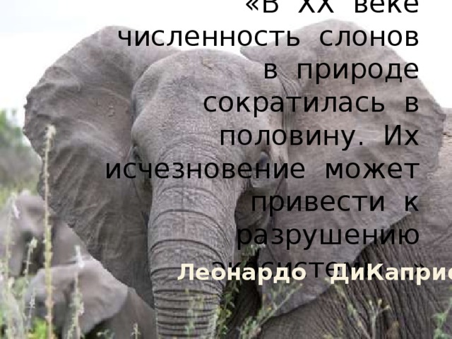 «В XX веке численность слонов в природе сократилась в половину. Их исчезновение может привести к разрушению экосистемы…» Леонардо ДиКаприо 