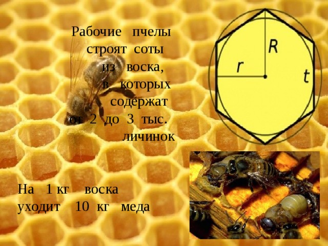 Рабочие пчелы строят соты из воска, в которых содержат  от 2 до 3 тыс. личинок На 1 кг воска уходит 10 кг меда 