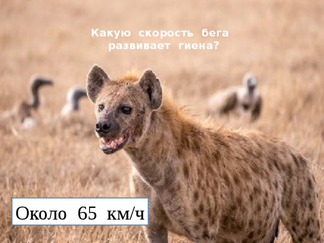 Какую скорость бега  развивает гиена?   Около 65 км/ч 