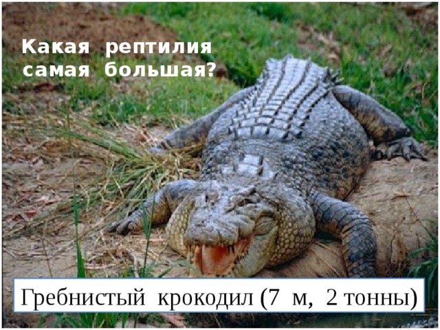 Какая рептилия самая большая? Гребнистый крокодил (7 м, 2 тонны) 