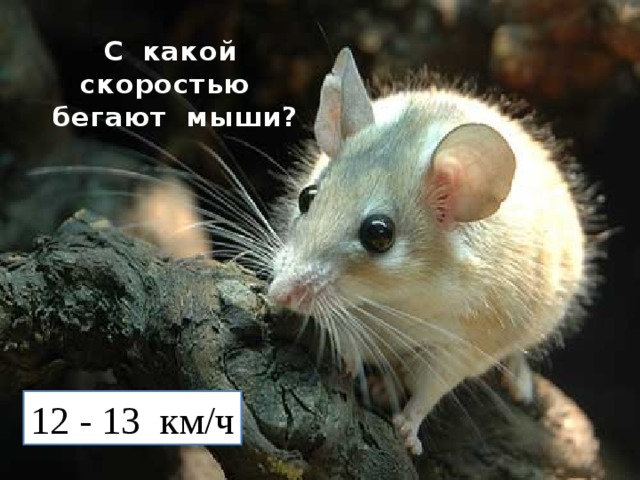 С какой скоростью  бегают мыши? 12 - 13 км/ч 