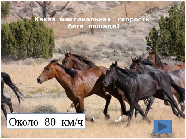 Какая максимальная скорость  бега лошади?   Около 80 км/ч 