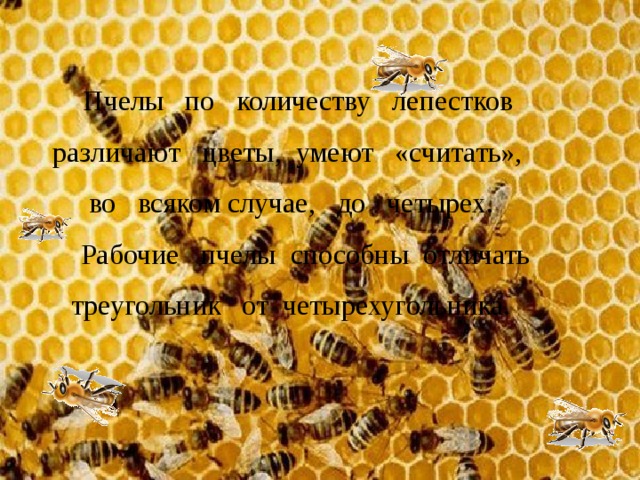  Пчелы по количеству лепестков различают цветы, умеют «считать», во всяком случае, до четырех.  Рабочие пчелы способны отличать треугольник от четырехугольника. 