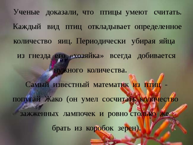  Ученые доказали, что птицы умеют считать.  Каждый вид птиц откладывает определенное количество яиц. Периодически убирая яйца из гнезда его «хозяйка» всегда добивается нужного количества. Самый известный математик из птиц - попугай Жако (он умел сосчитать количество зажженных лампочек и ровно столько же брать из коробок зерен). 